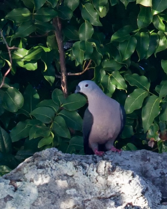 Pacific Imperial-Pigeon - ML36360381