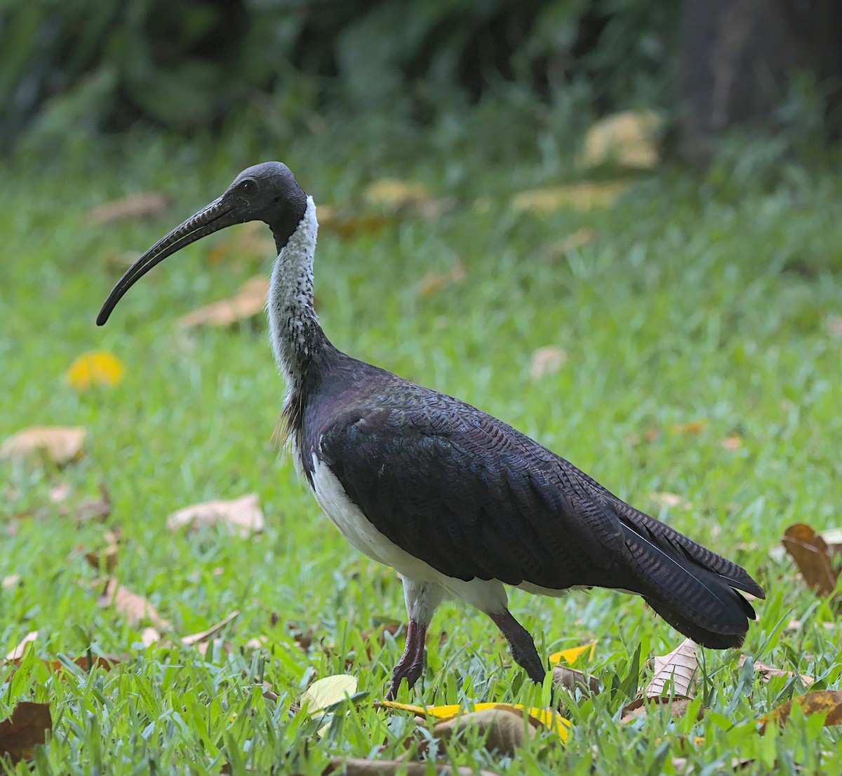 ibis slámokrký - ML363604441