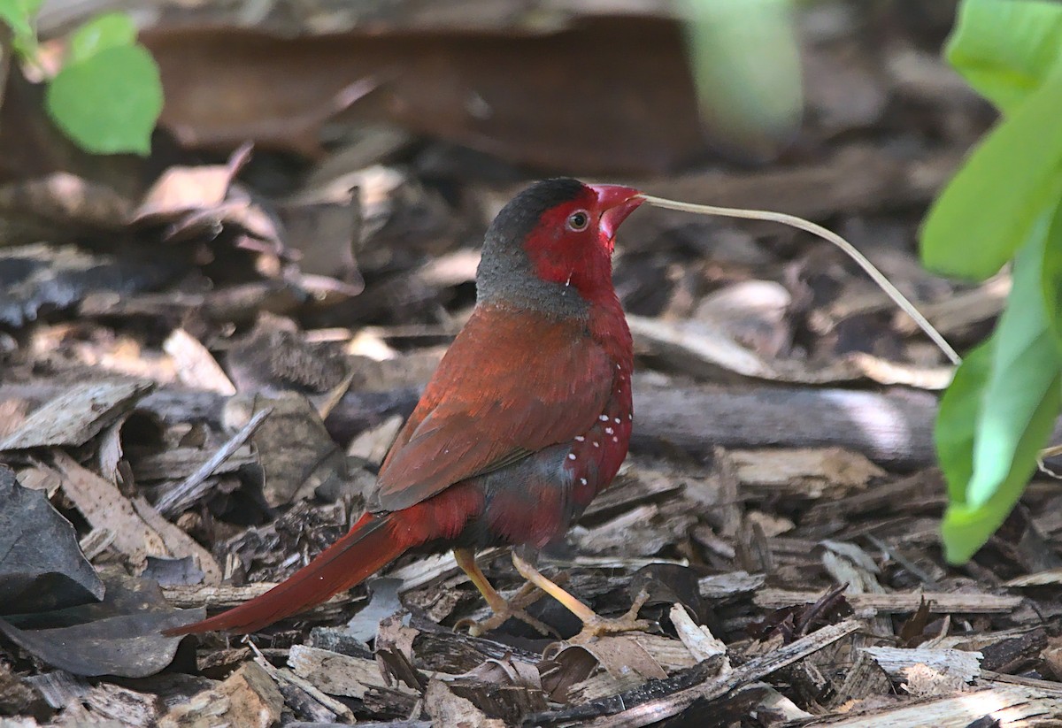 Crimson Finch - ML363604491