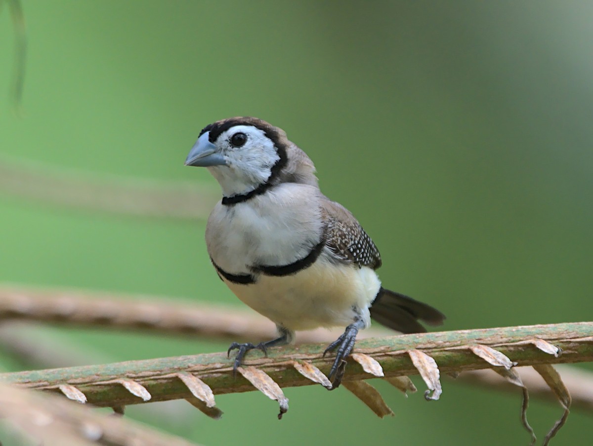 Double-barred Finch - ML363604501