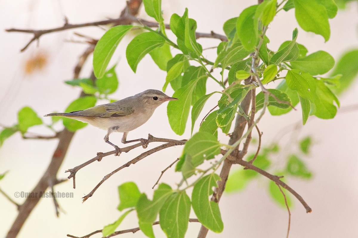 Eastern Bonelli's Warbler - ML363606091