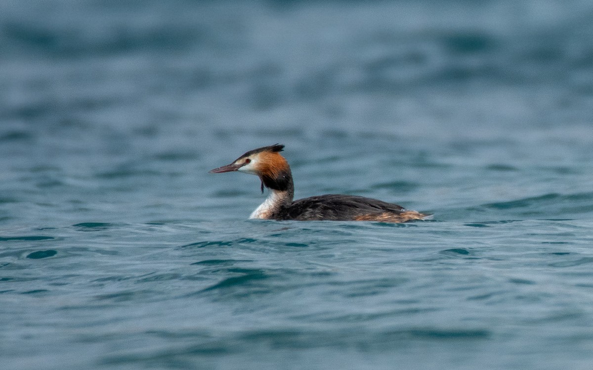 Great Crested Grebe - Parmil Kumar
