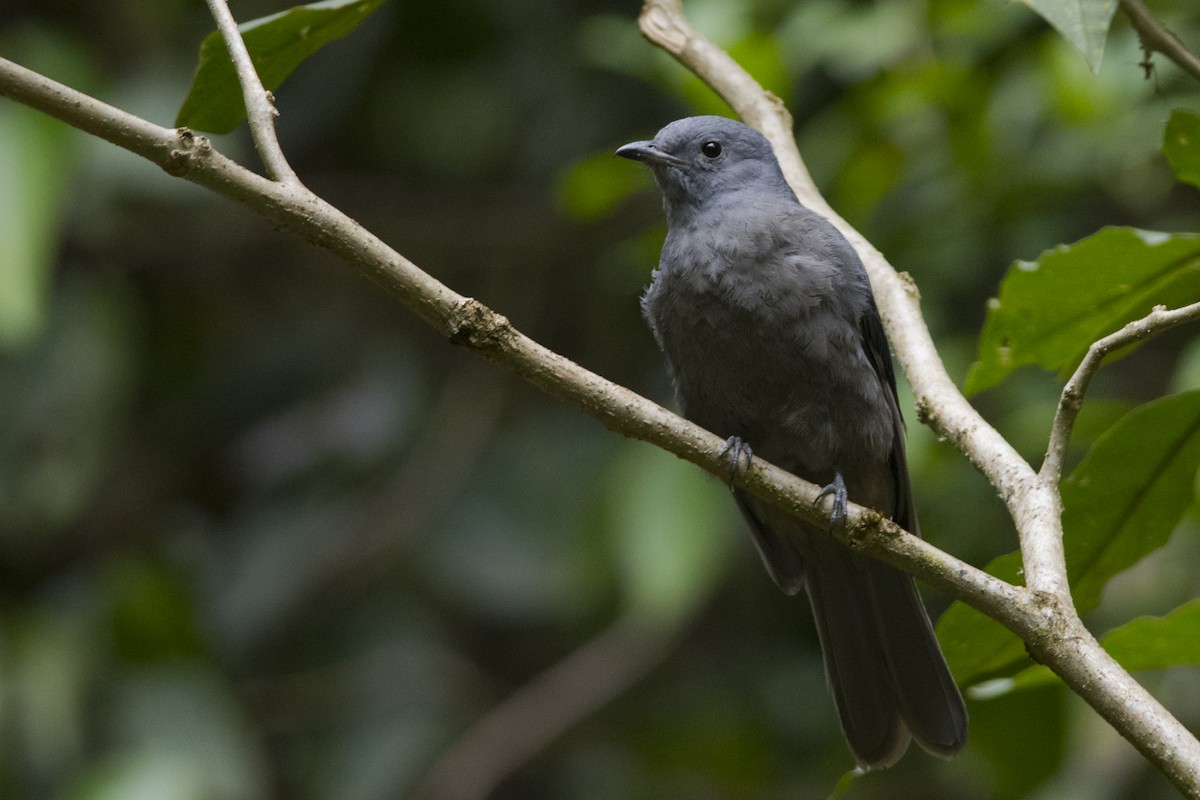 Dusky Piha - John Cahill xikanel.com