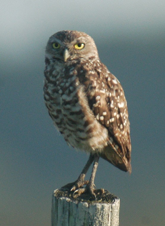 Burrowing Owl - ML36360671