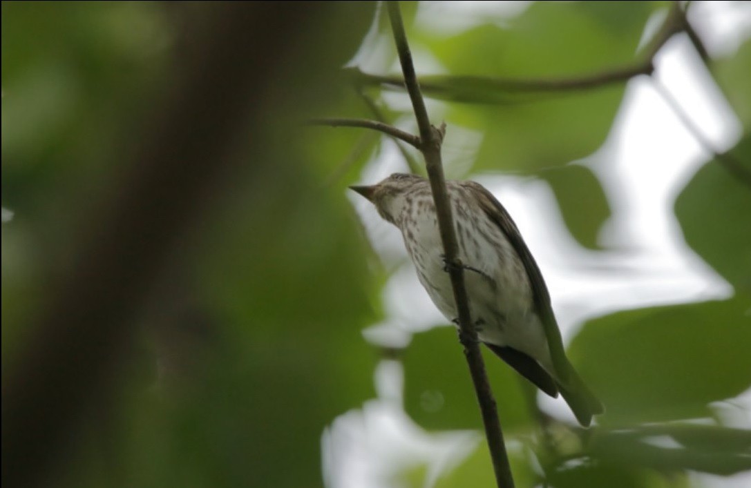 Gray-streaked Flycatcher - ML363607001