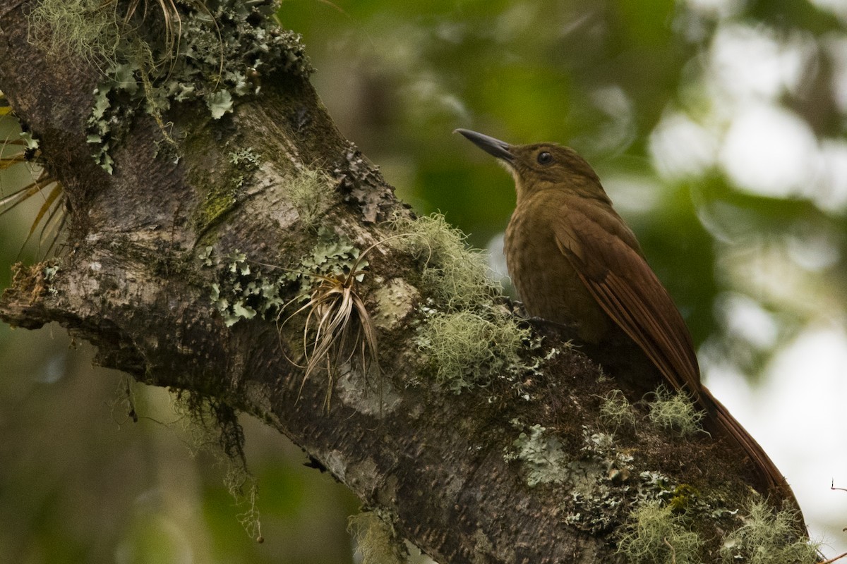 Tyrannine Woodcreeper - John Cahill xikanel.com