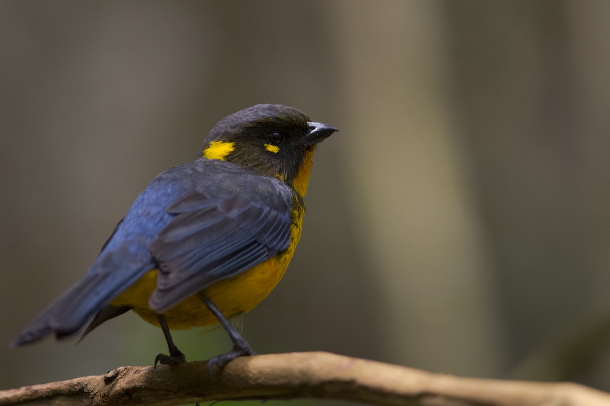 Lacrimose Mountain Tanager - John Cahill xikanel.com