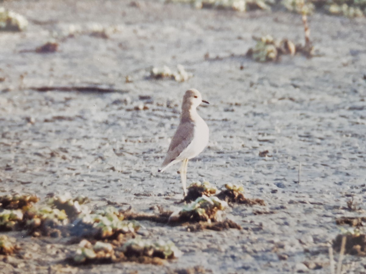 White-tailed Lapwing - Gerd Schön