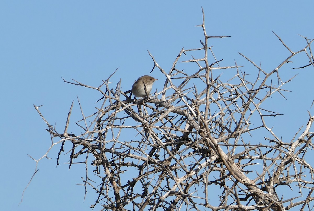 White-winged Fairywren - ML363613551