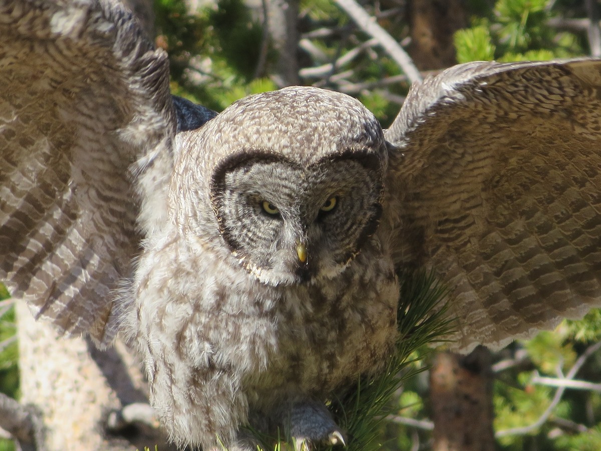 Great Gray Owl - ML36361571