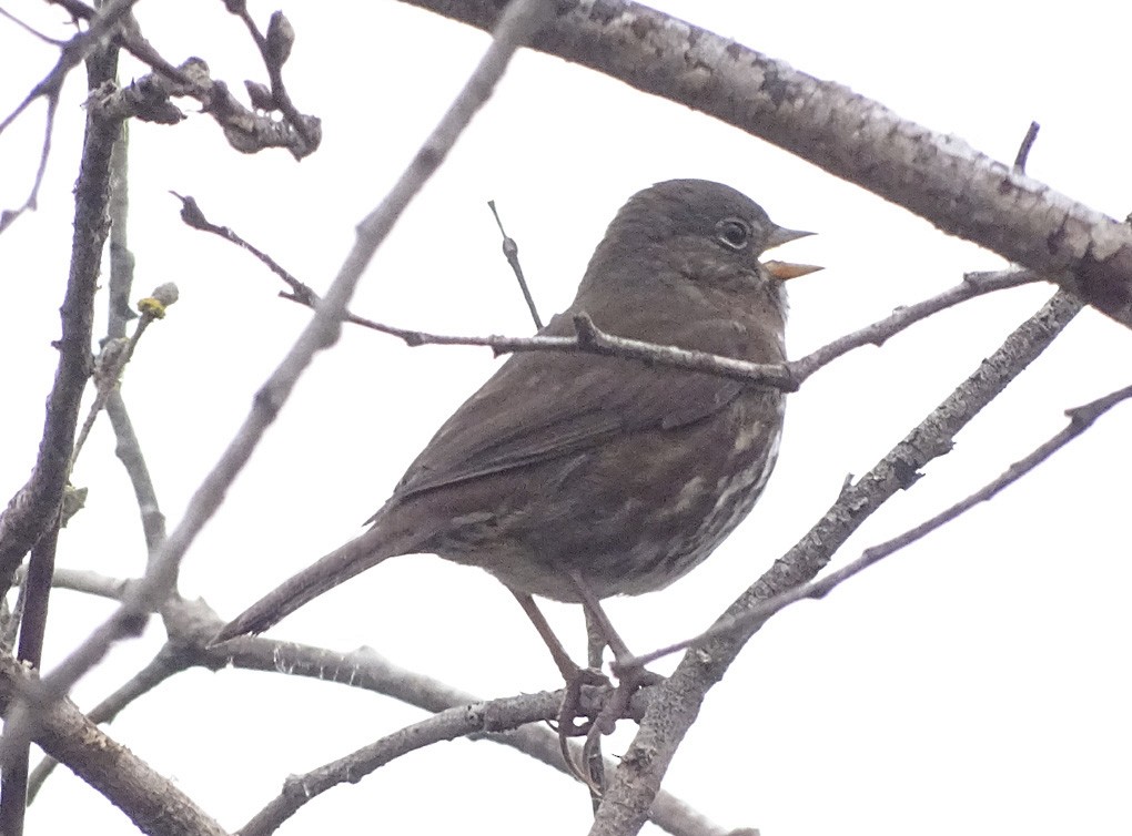 Fox Sparrow - ML36361691