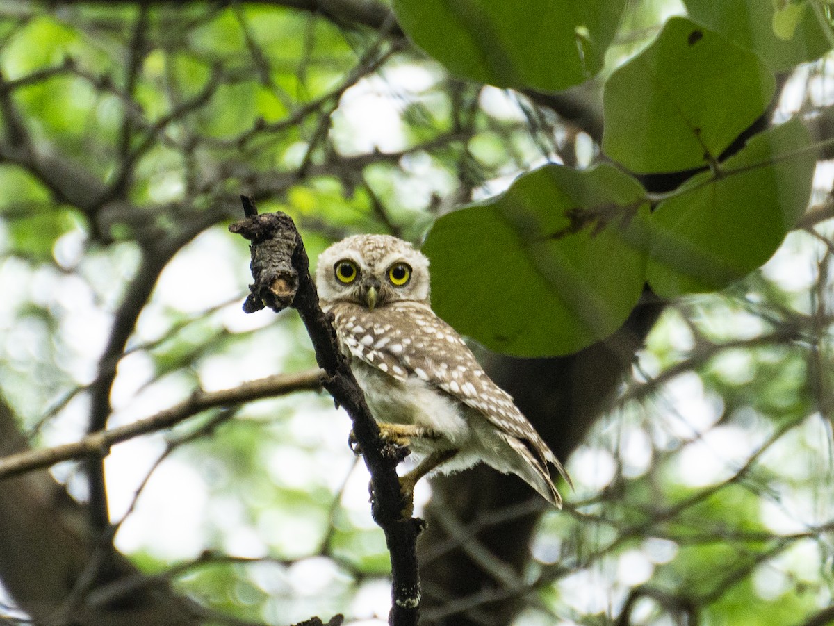 Spotted Owlet - ML363618011