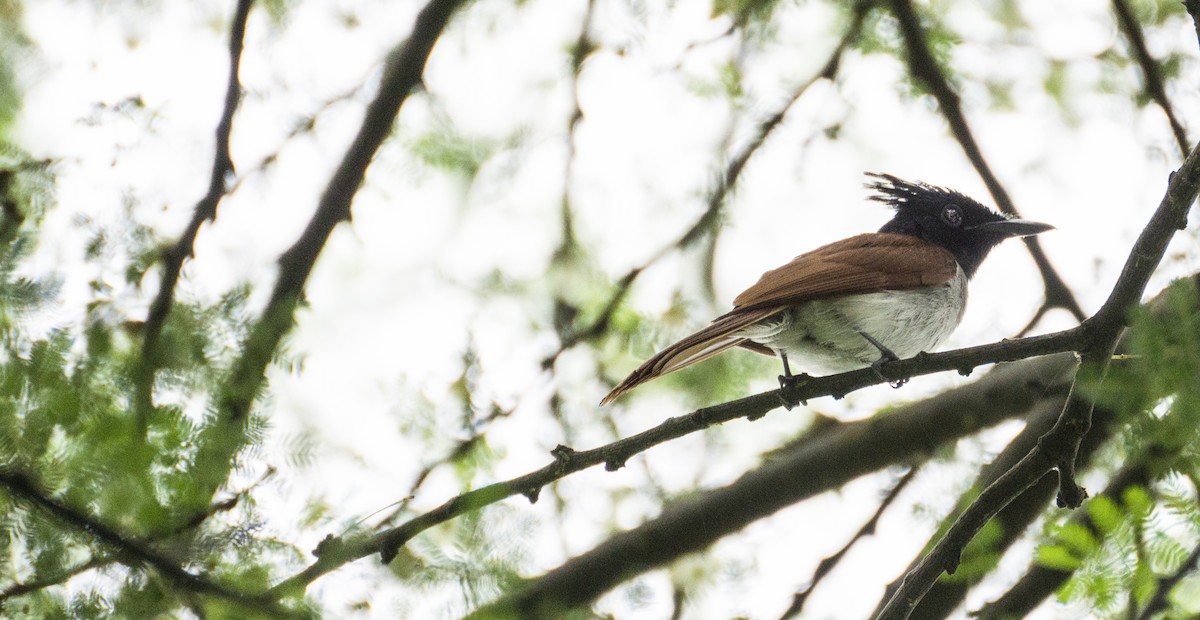 Indian Paradise-Flycatcher - ML363618111
