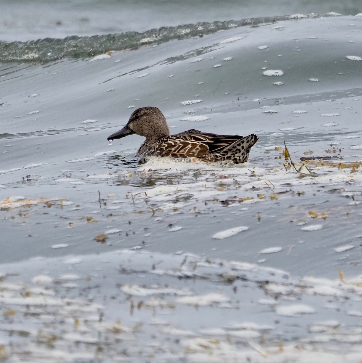 Blue-winged Teal - ML363618271