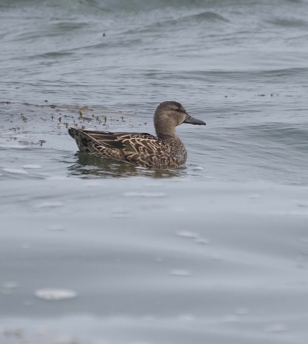 Blue-winged Teal - ML363618341