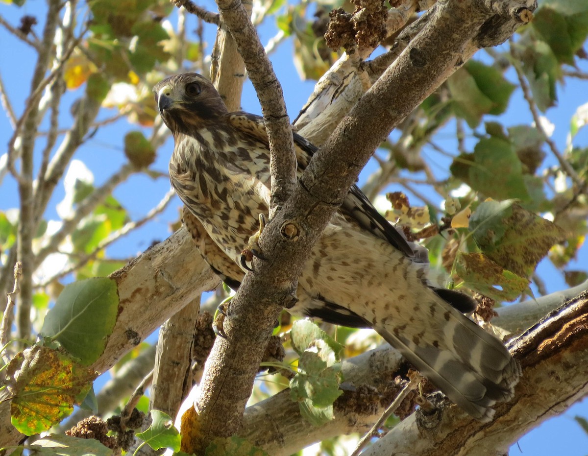 Red-shouldered Hawk - Anonymous