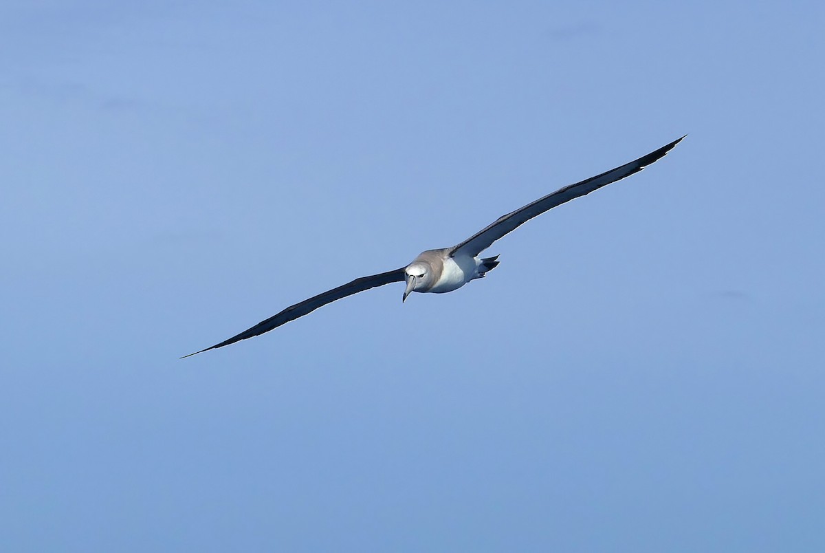 White-capped Albatross - ML363619321