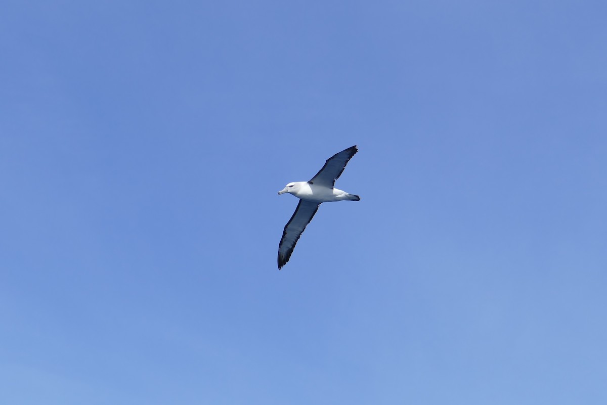 White-capped Albatross - ML363619331