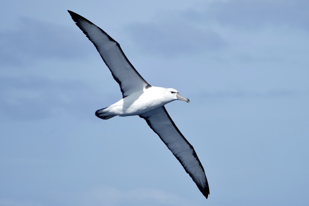 White-capped Albatross - ML363619381