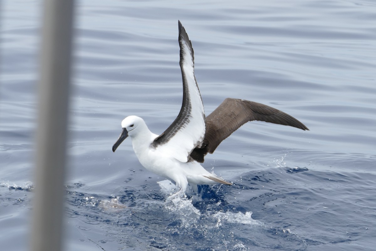 Indian Yellow-nosed Albatross - ML363619401