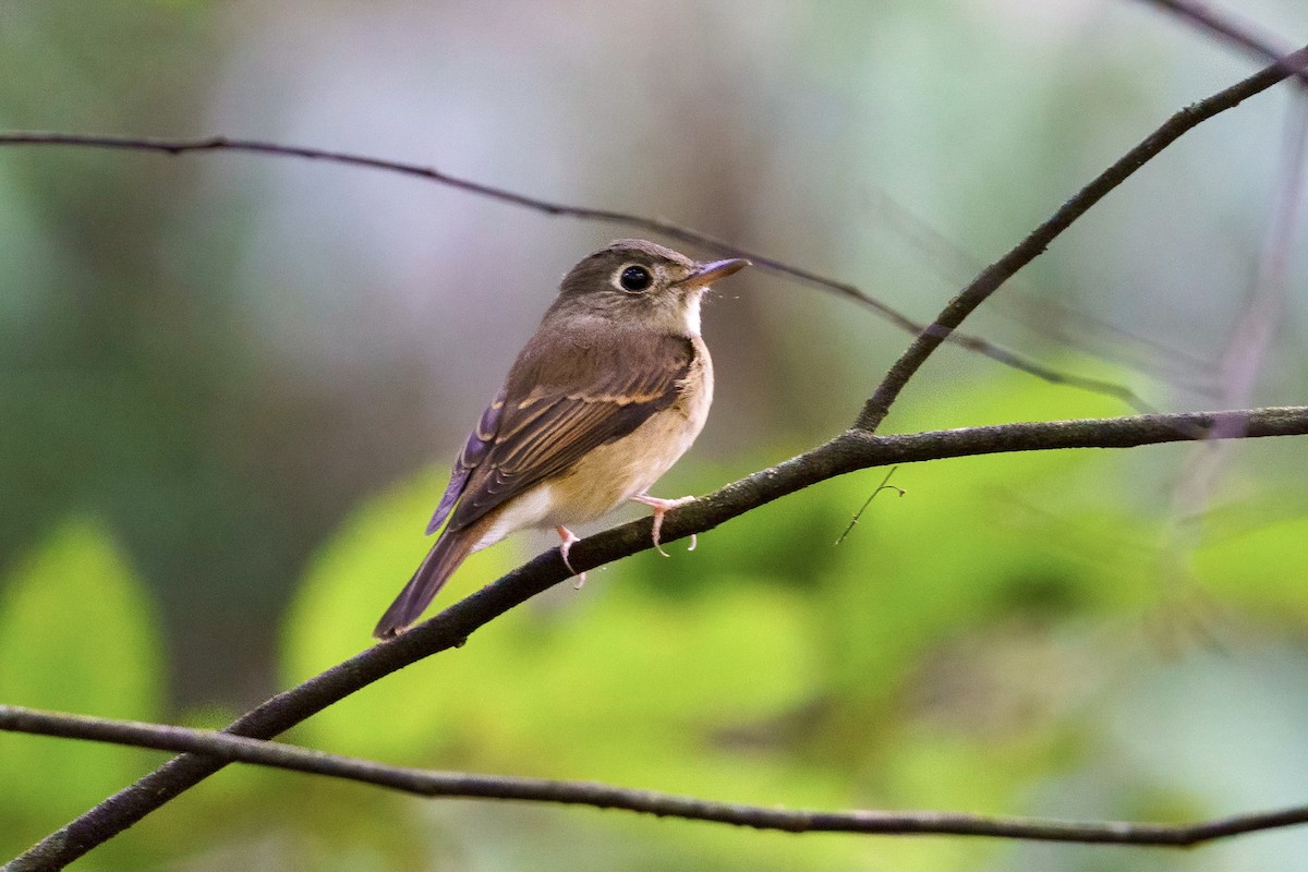 Brown-breasted Flycatcher - ML363619991