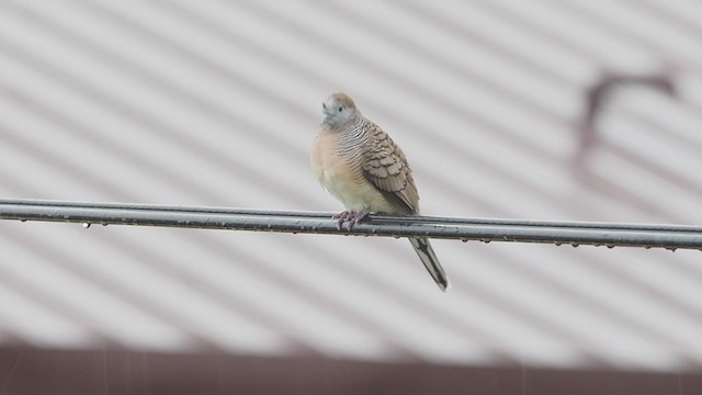 Zebra Dove - ML363621141