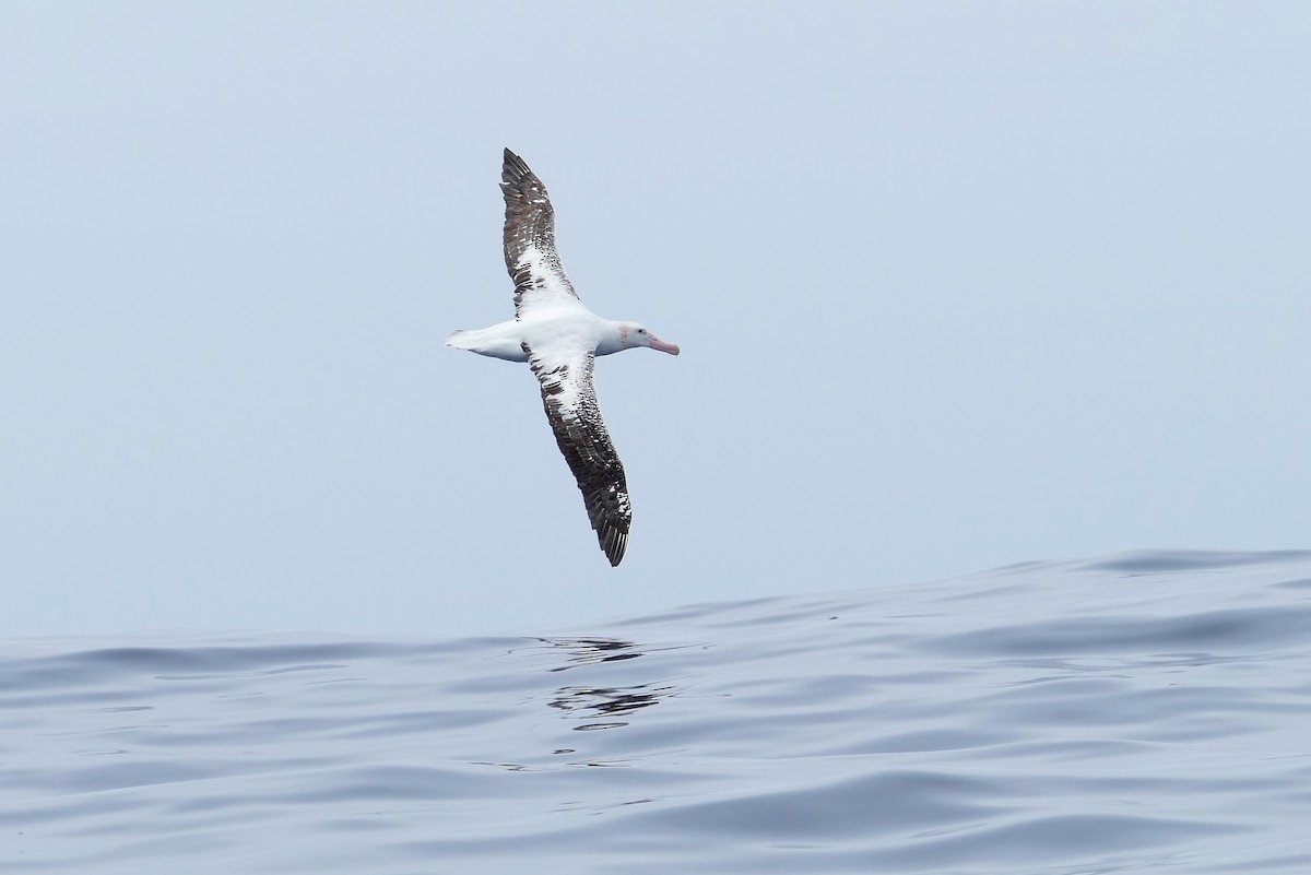 albatros stěhovavý - ML363621261