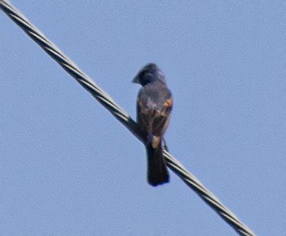 Blue Grosbeak - ML363621771