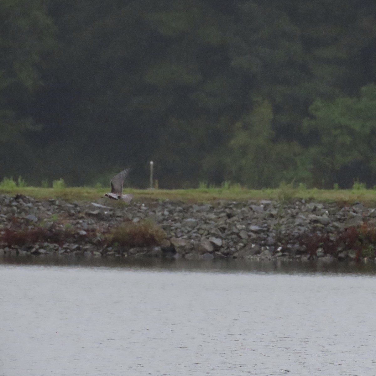 Black Tern - Laurel Smith