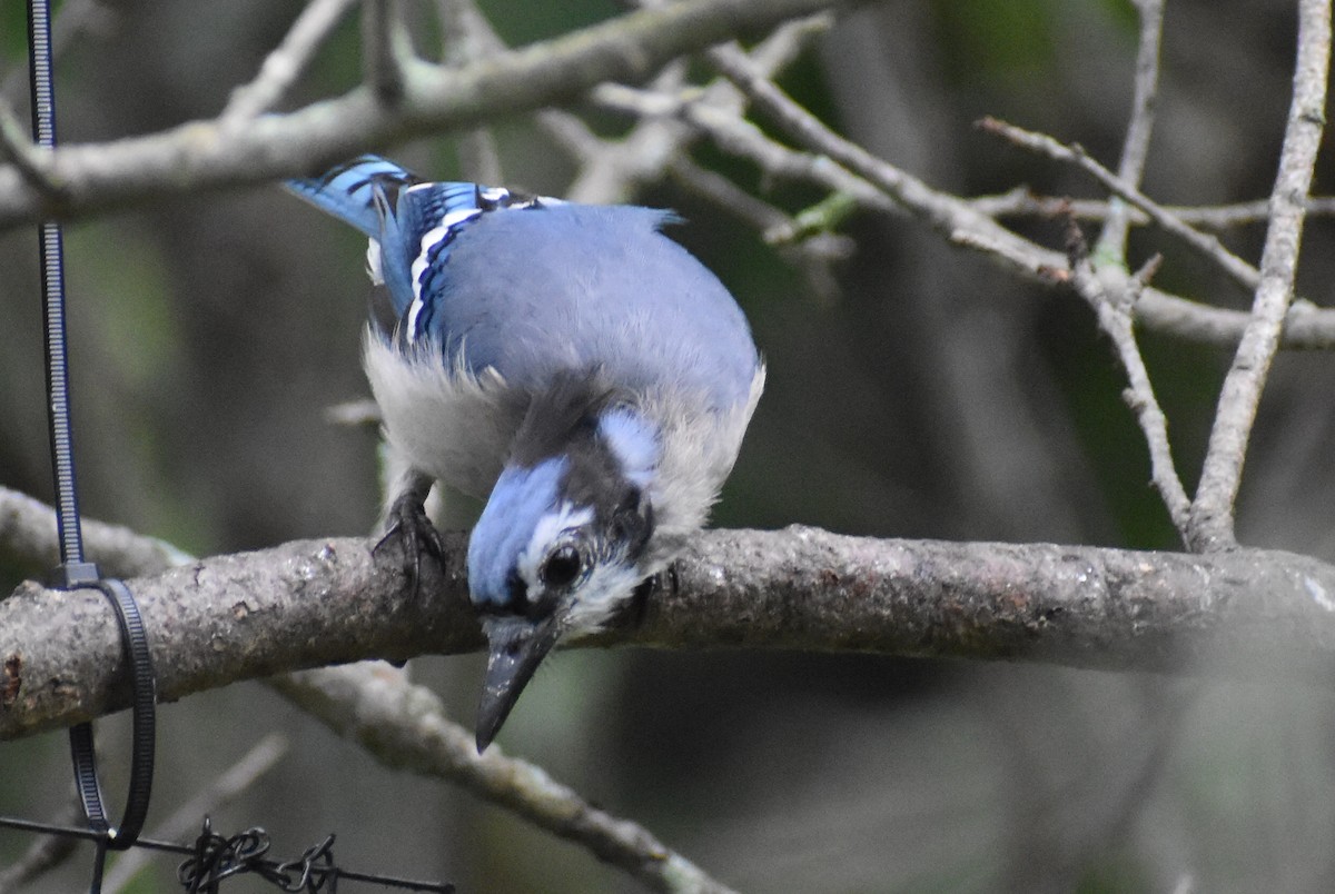 Blue Jay - ML363623791