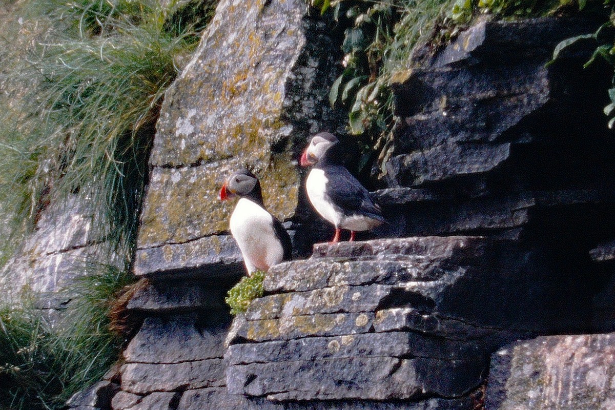 Atlantic Puffin - Gerd Schön