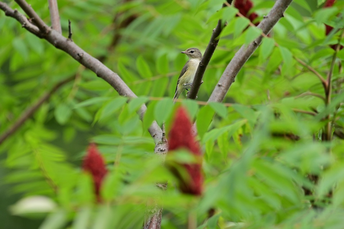 Warbling Vireo - ML363625341