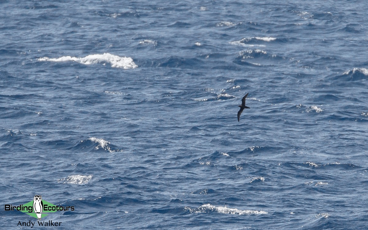 Bulwer's Petrel - Andy Walker - Birding Ecotours