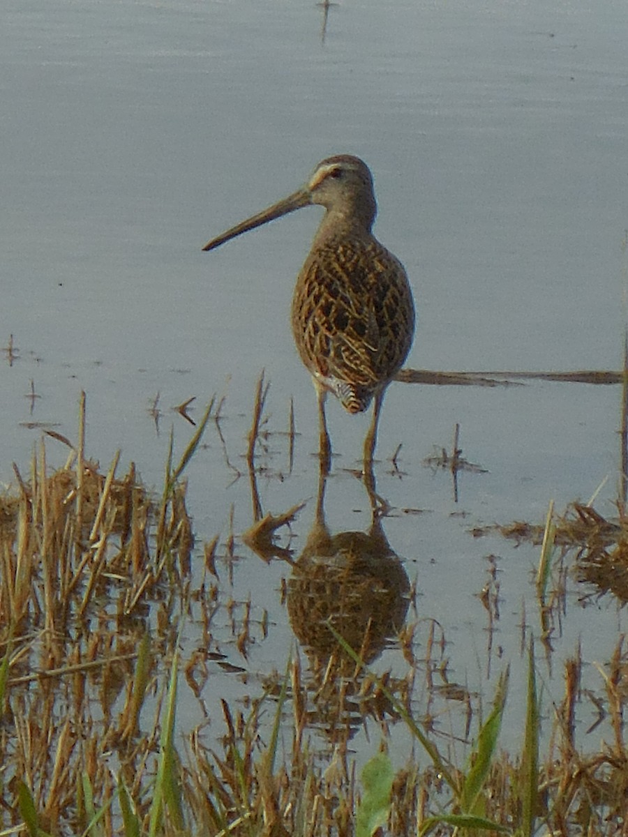 Short-billed Dowitcher - ML363627361