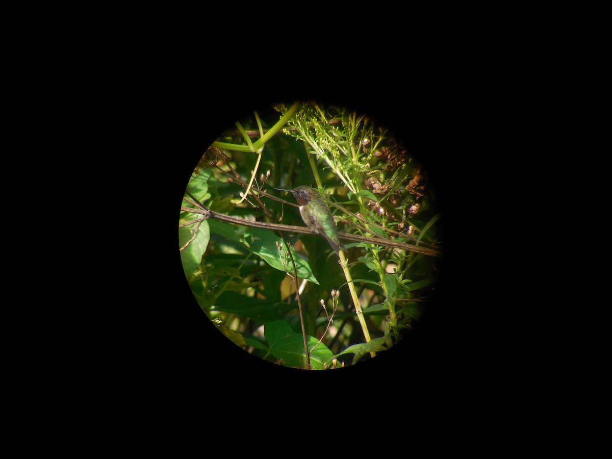 Yakut Boğazlı Kolibri - ML363627491