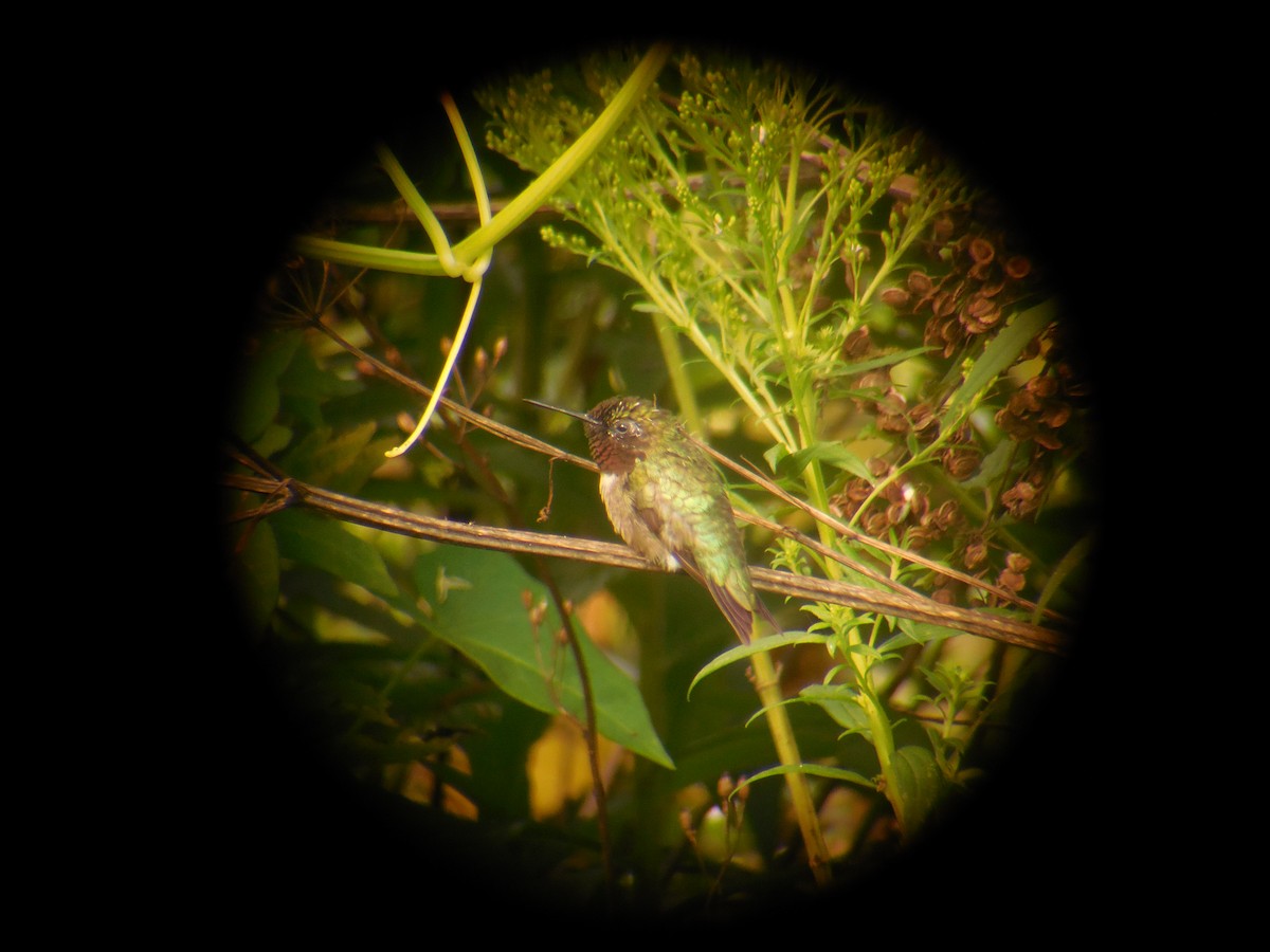 Ruby-throated Hummingbird - ML363627551