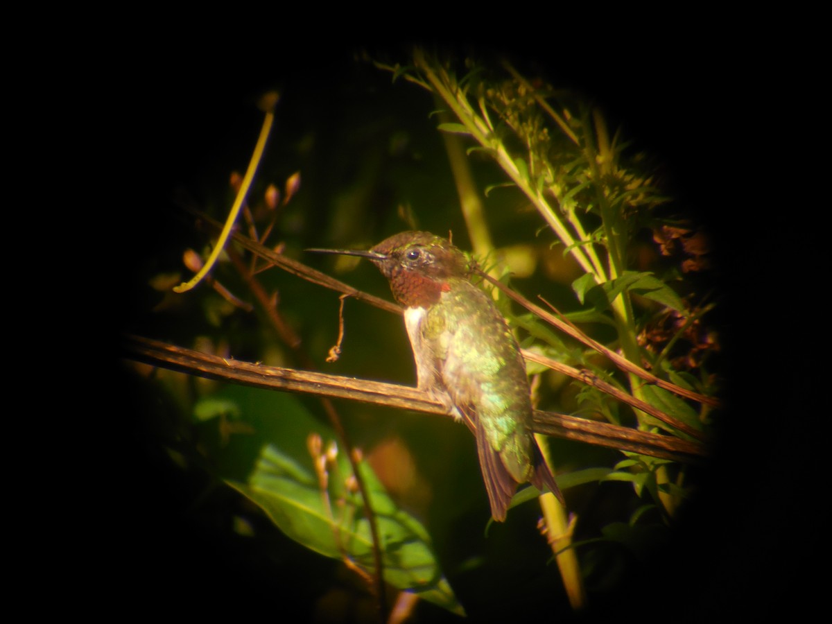 Ruby-throated Hummingbird - ML363627561