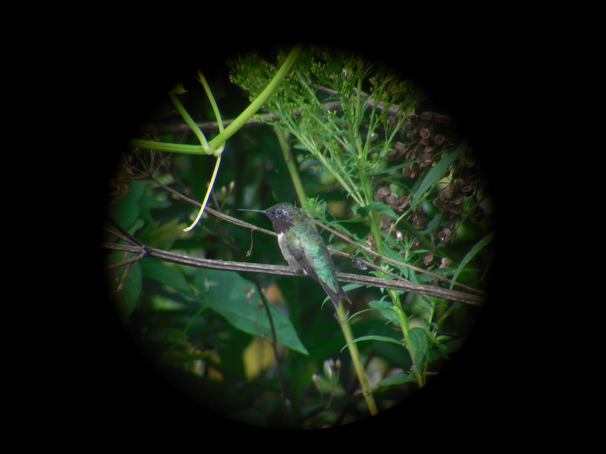 Ruby-throated Hummingbird - ML363627581