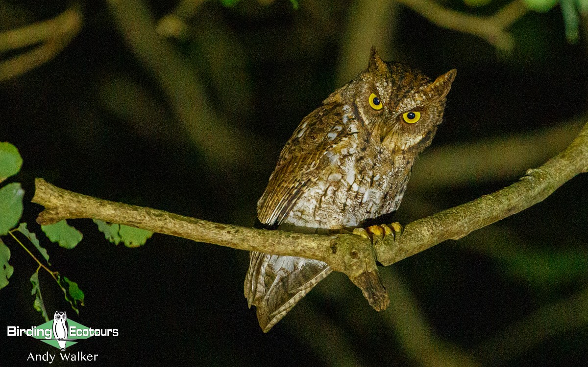 Rinjani Scops-Owl - ML363627951