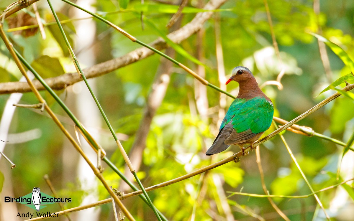 Asian Emerald Dove - Andy Walker - Birding Ecotours