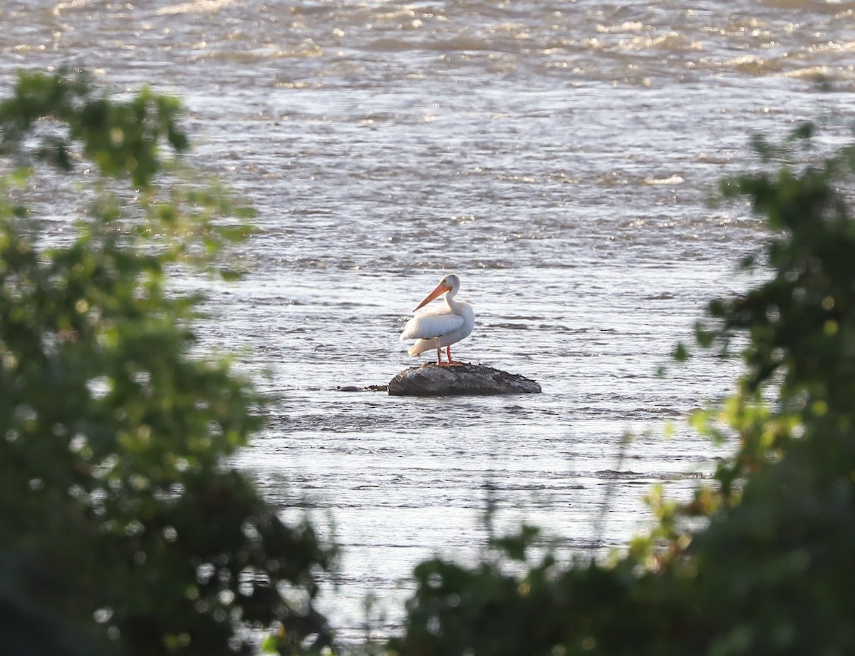 American White Pelican - ML363630481