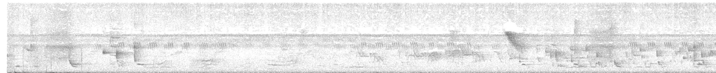 Зондский дронго (vicinus) - ML363631291