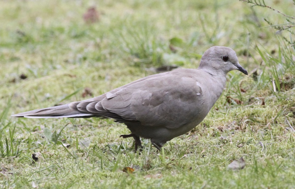 Eurasian Collared-Dove - Dan Maxwell