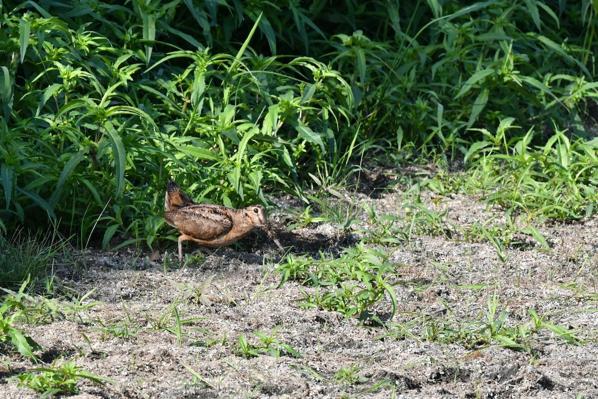 American Woodcock - ML363631471