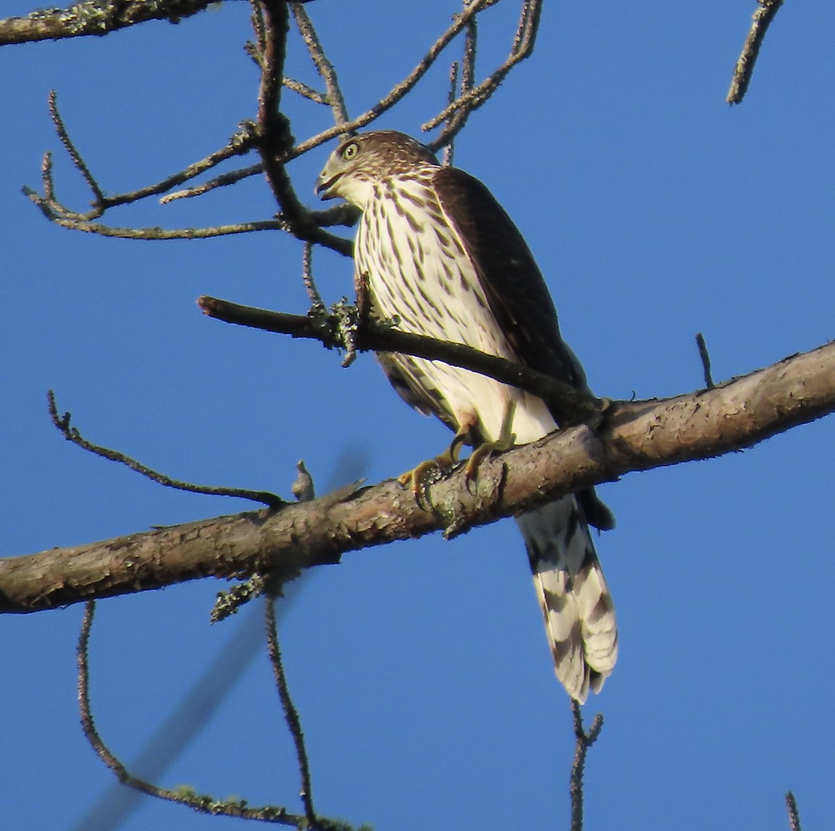 Cooper's Hawk - Vicki Nebes