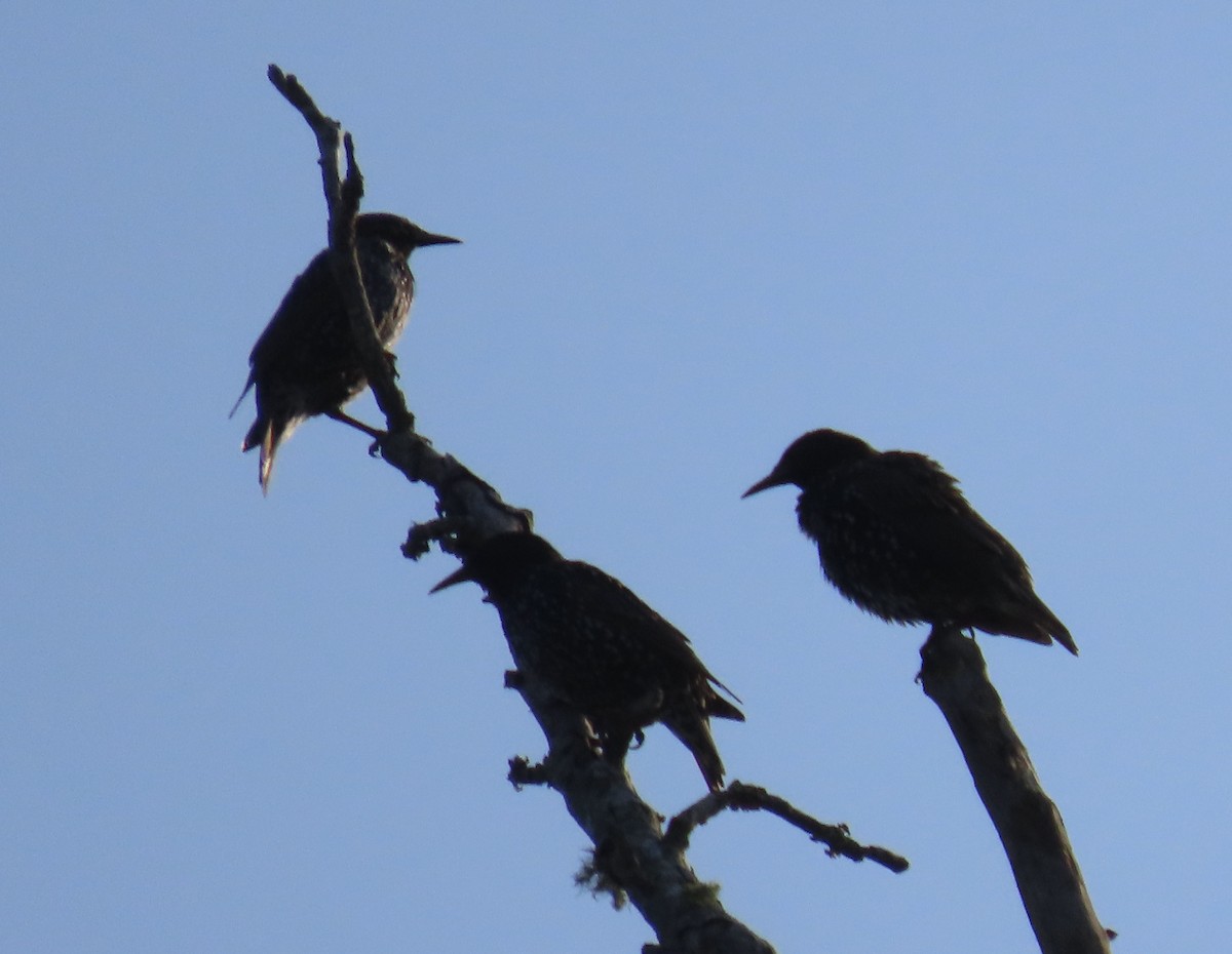 European Starling - ML363631571