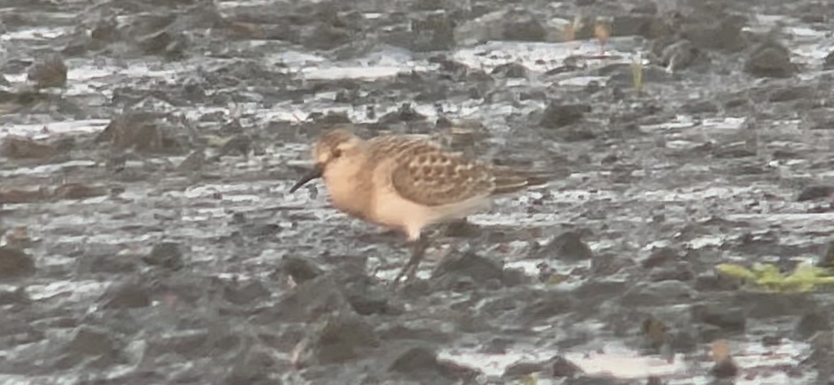 Baird's Sandpiper - ML363632301