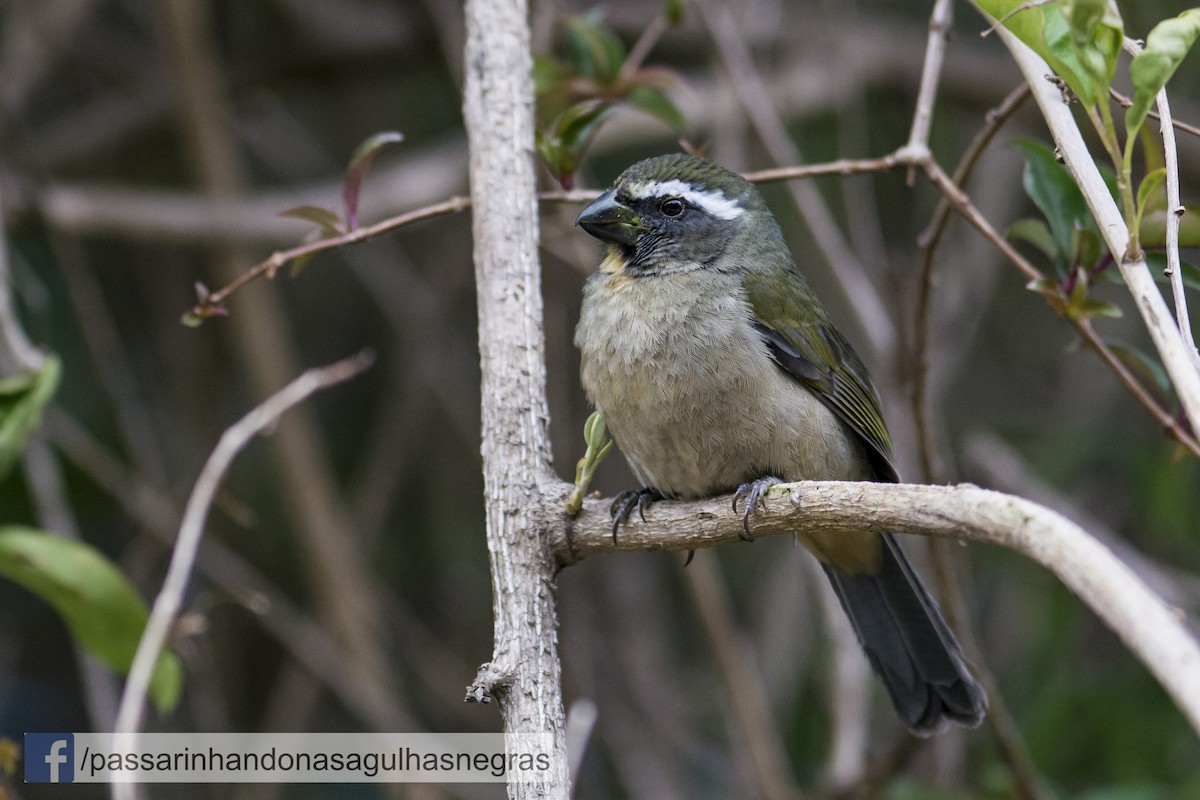 Pepitero Picudo - ML36363391