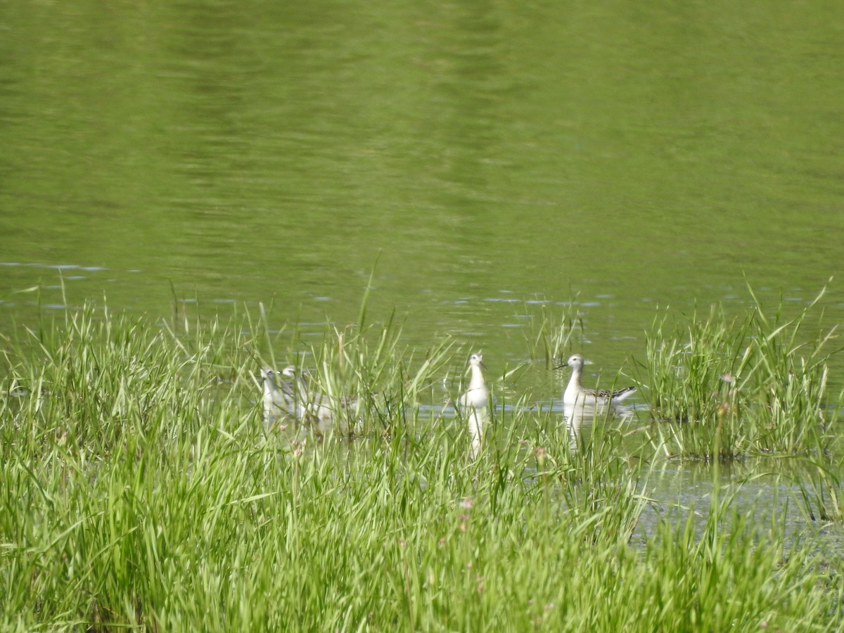 Wilson's Phalarope - Philip Steiner