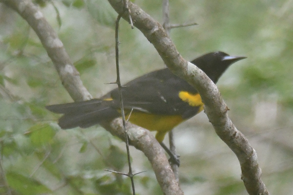 Bar-winged Oriole - ML363635981